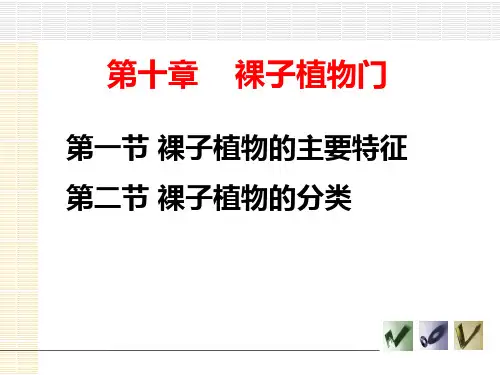 第10章 裸子植物门