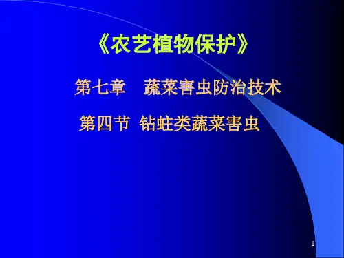 钻蛀类蔬菜害虫