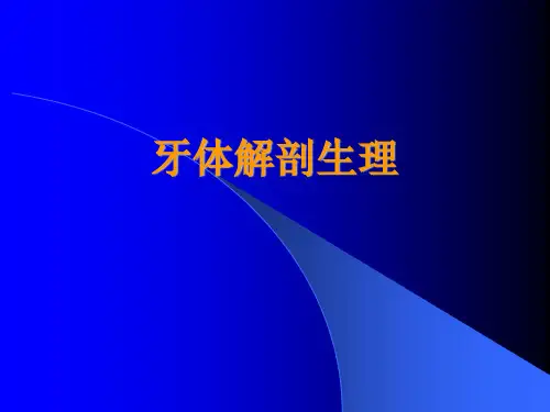 牙体解剖ppt课件