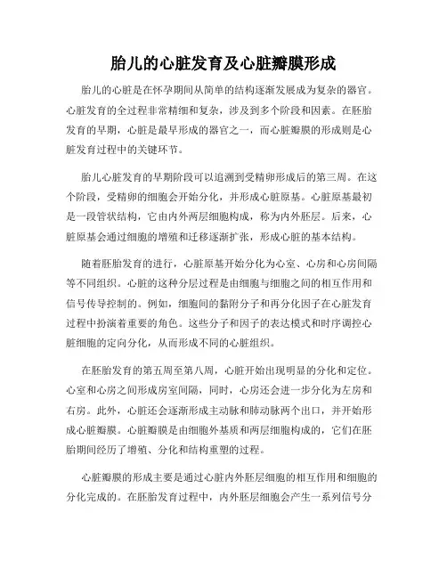 胎儿的心脏发育及心脏瓣膜形成