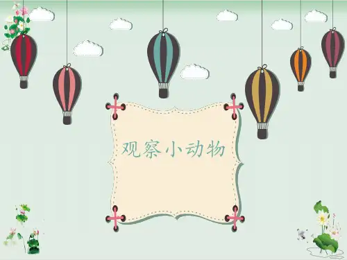 《观察小动物》PPT课件粤教版