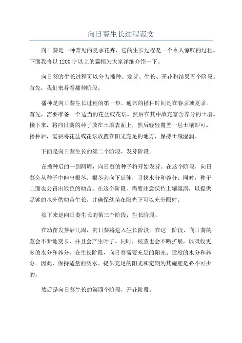 向日葵生长过程范文