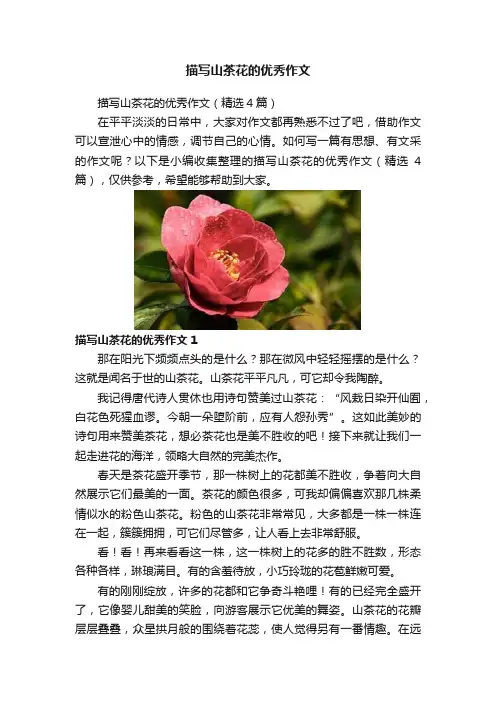 描写山茶花的优秀作文