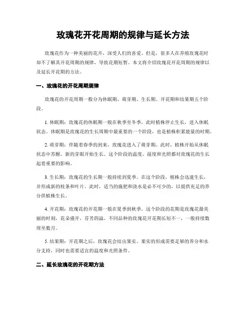 玫瑰花开花周期的规律与延长方法