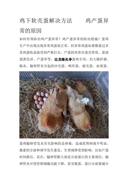 鸡下软壳蛋解决方法鸡产蛋异常的原因