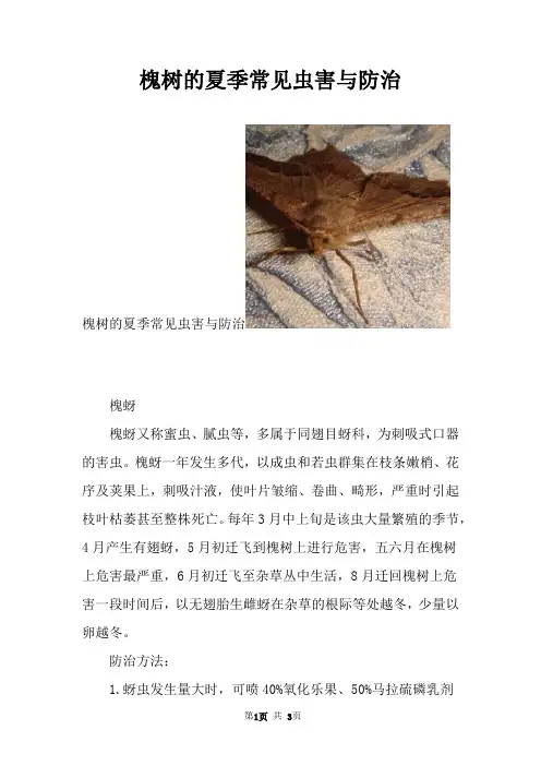 槐树的夏季常见虫害与防治