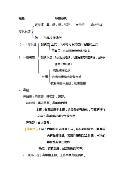 呼吸系统 组胚