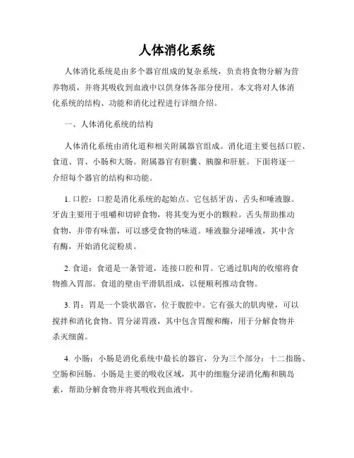 人体消化系统