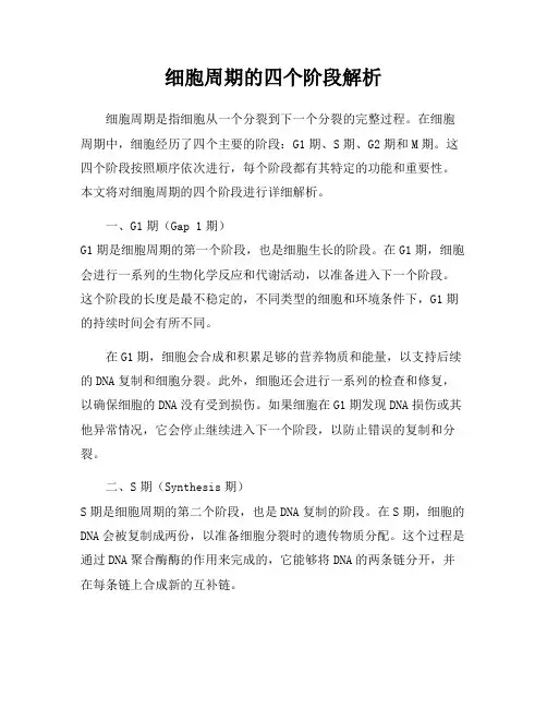 细胞周期的四个阶段解析