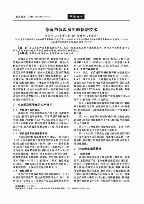 草莓苗低温预冷的栽培技术
