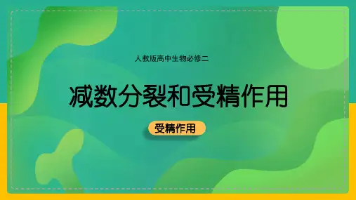 高中生物人教版必修二《第二章第一节受精作用》课件