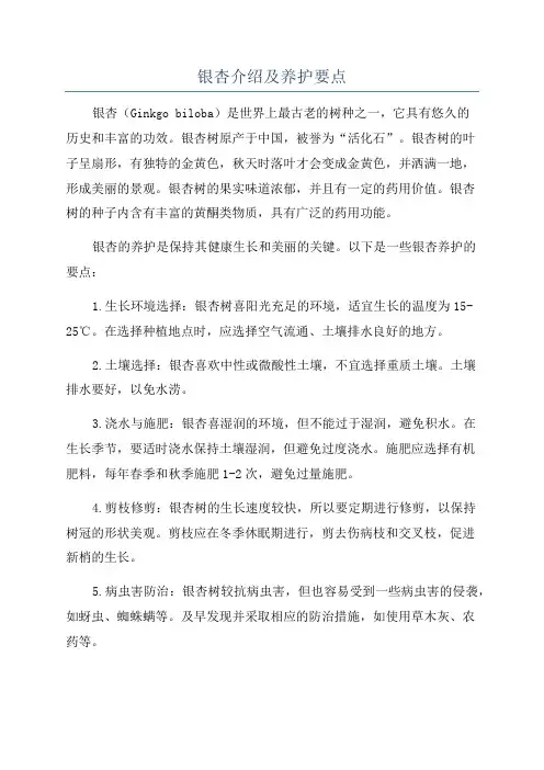 银杏介绍及养护要点