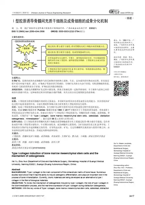 Ⅰ型胶原诱导骨髓间充质干细胞及成骨细胞的成骨分化机制