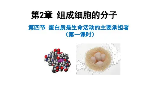 人教版2019高中生物必修一2.4蛋白质是生命活动的主要承担者课件(共27张PPT)