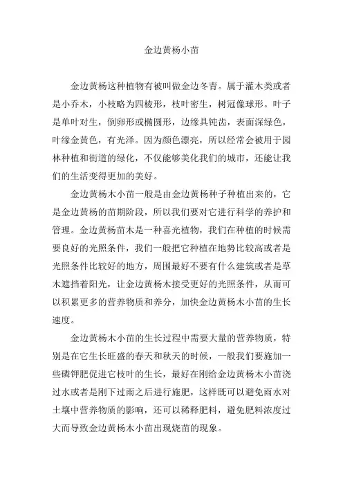 金边黄杨小苗