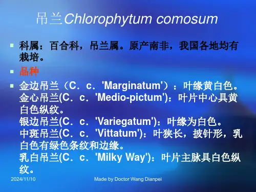 观叶植物.ppt