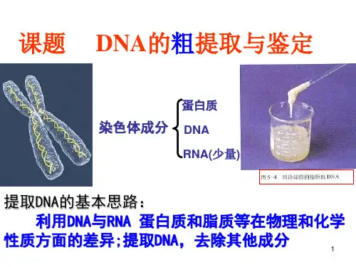 高中生物实验DNA的粗提取和鉴定