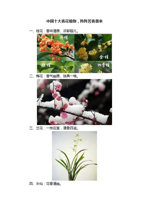 中国十大香花植物，阵阵芳香袭来