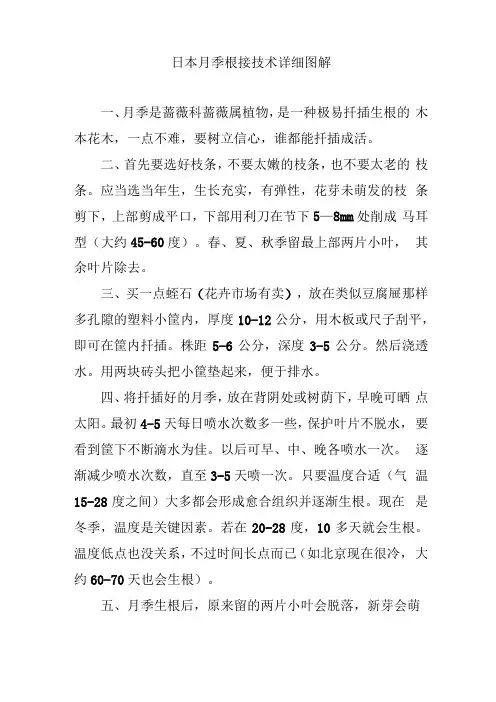 日本月季根接技术详细图解