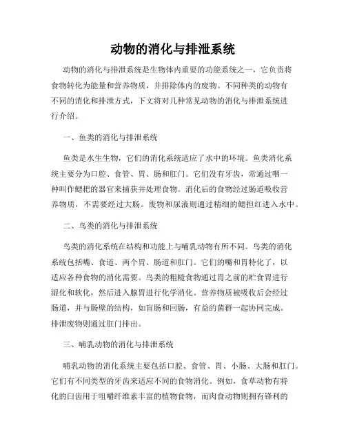 动物的消化与排泄系统