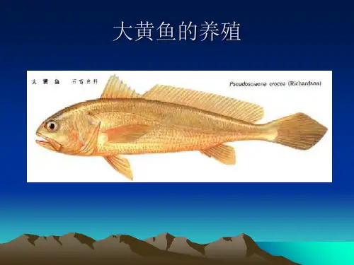 大黄鱼养殖的技术复习课程