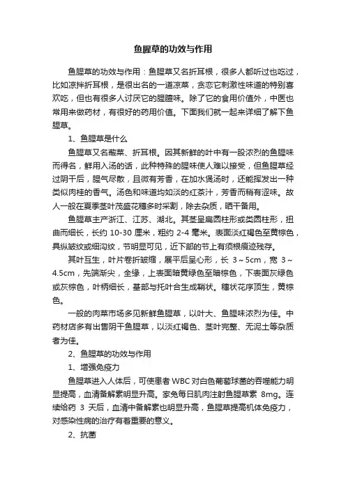 鱼腥草的功效与作用