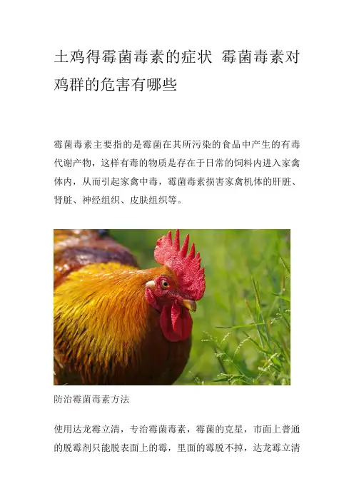 土鸡得霉菌毒素的症状 霉菌毒素对鸡群的危害有哪些