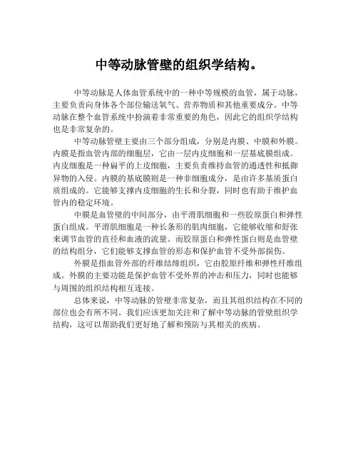 中等动脉管壁的组织学结构。