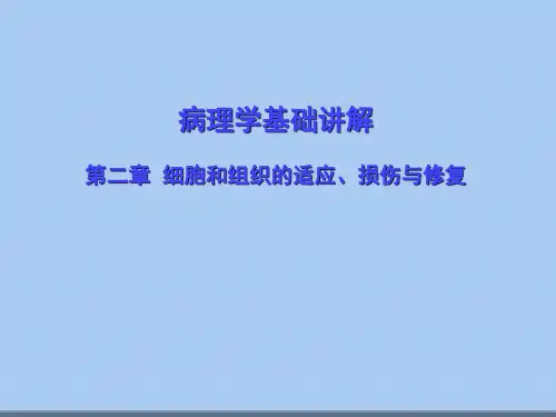病理学基础讲解第二章细胞和组织的适应、损伤与修复