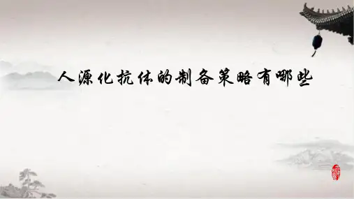 人源化抗体的制备策略