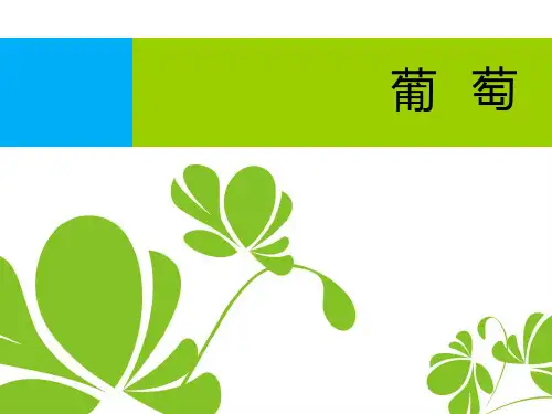 葡萄品种大全