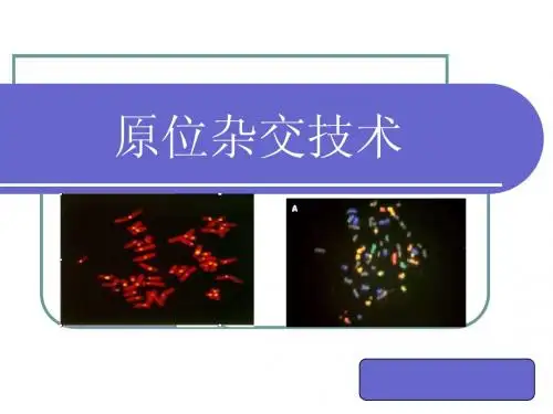 原位杂交技术