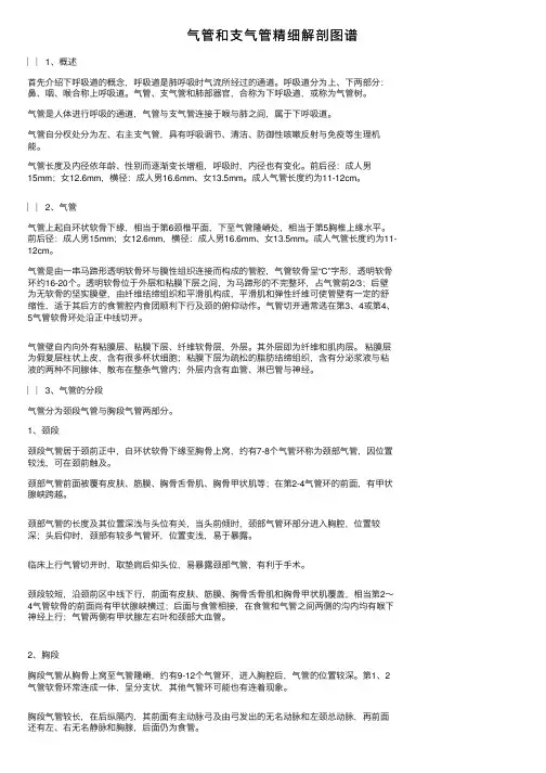 气管和支气管精细解剖图谱