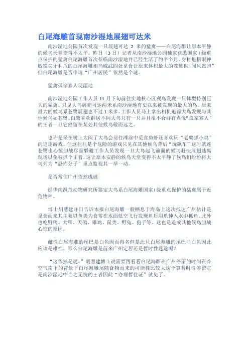 白尾海雕首现南沙湿地展翅可达米