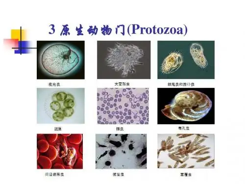 3 原生动物门