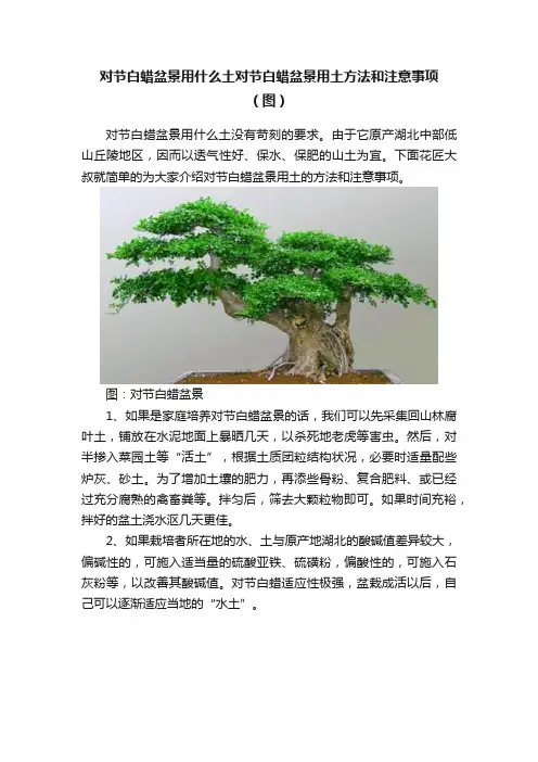 对节白蜡盆景用什么土对节白蜡盆景用土方法和注意事项（图）