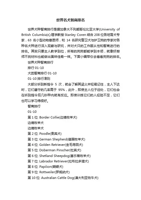 世界名犬智商排名