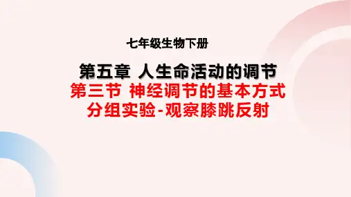 七年级生物下册分组实验《观察膝跳反射》