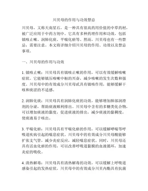 川贝母的作用与功效禁忌