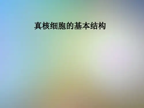 真核细胞的基本结构