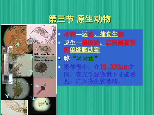 原生动物微型后生动物