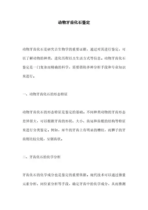 动物牙齿化石鉴定