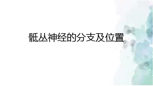骶丛神经的分支及位置