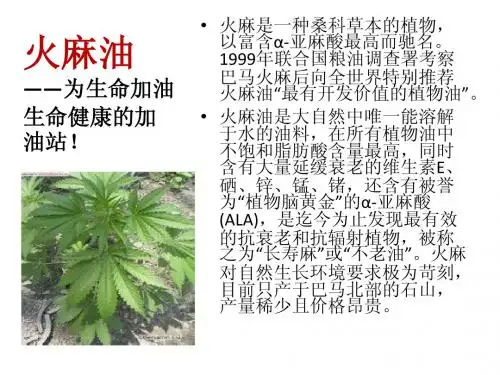 火麻油ppt