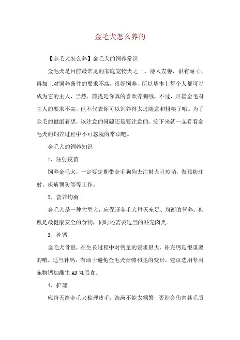 金毛犬怎么养的