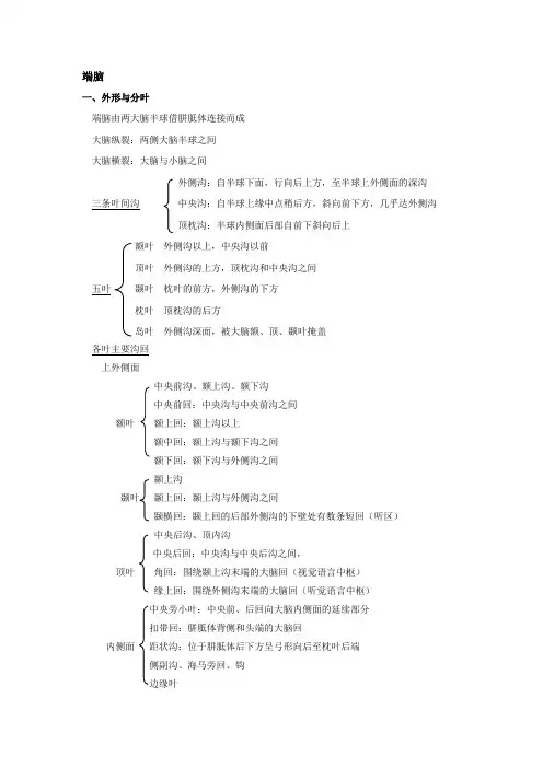 端脑
