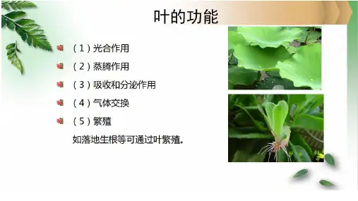 6.植物的叶