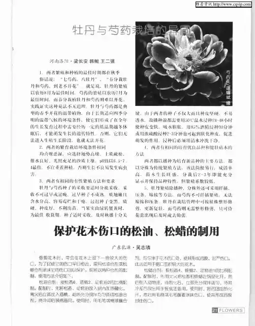 牡丹与芍药栽培的异同