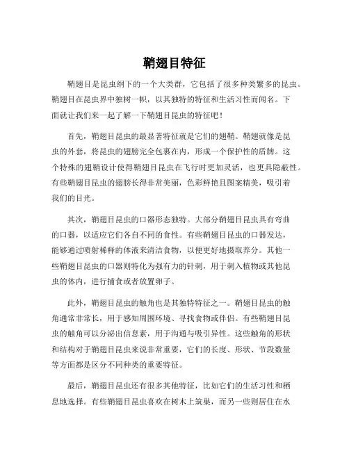 鞘翅目特征