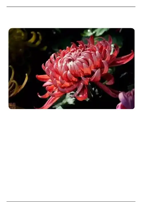 50种菊花名字大全，值得收藏！